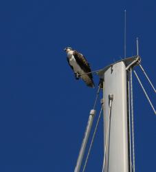 Osprey perched on sailboat mast on our dock in Cabo