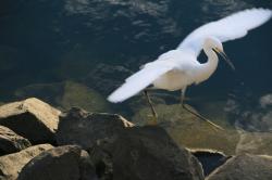 Snowy egret