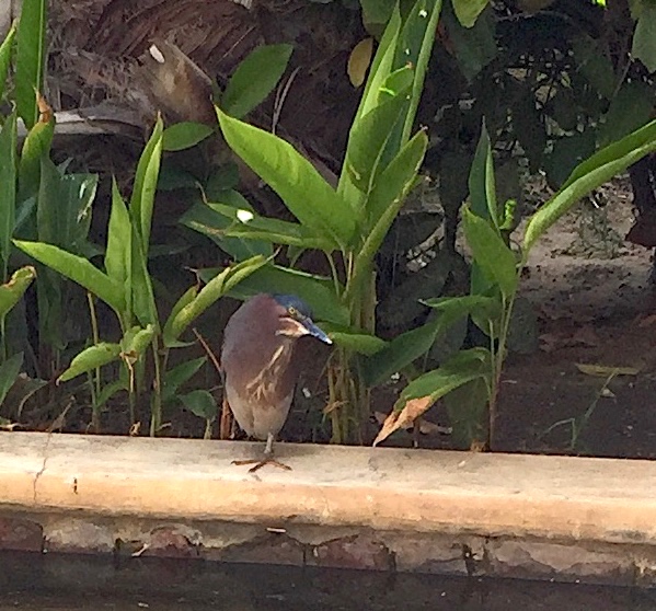 Green heron: Not many great blue herons in Cabo but we were happy to find this cool green heron. 