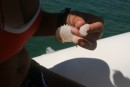 Paper nautilous shells