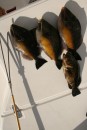 Three Trigger fish and a Giant Hawkfish made for a fun afternoon spearfishing