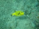 Astounding yellow fish found when snorkelling.
