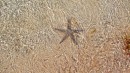 Live starfish in the waters edge