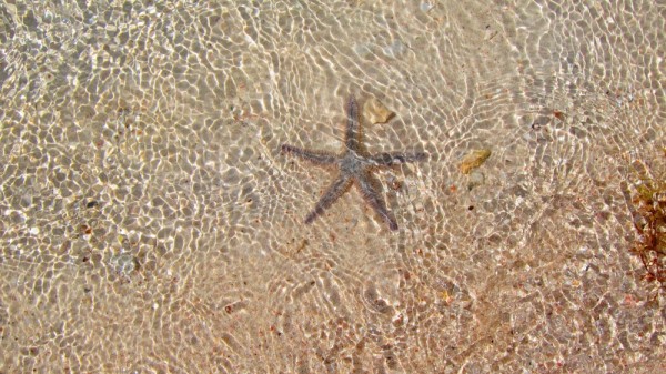Live starfish in the waters edge