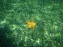 another starfish shot.No Name Cay. Abaco, Bahamas 2-22-12