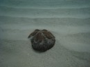 Sea biscuit underwater. No Name Cay. Abaco, Bahamas 2-22-12