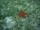 starfish underwater shot. We have videos of this on facebook too. No Name Cay. Abaco, Bahamas 2-22-12