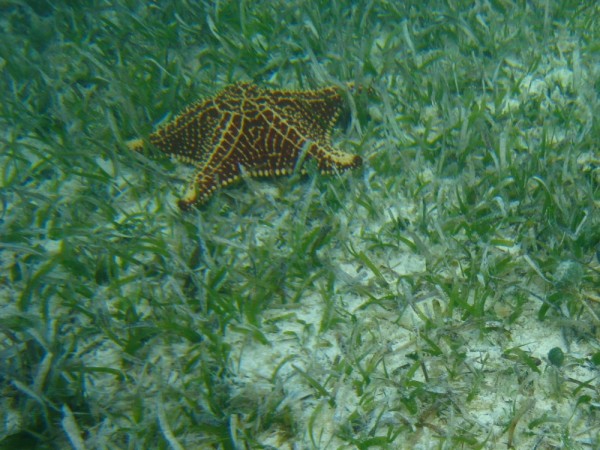 Starfish shot across the bar going into the lagoon... No Name Cay. Abaco, Bahamas 2-22-12