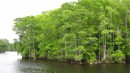 Cypress trees along the ICW south of Osprey Marina. Fresh water section of the ICW