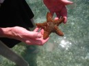 Suz also picked this live sea star up. It was alive so back in it went too.