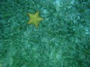 This yellow sea star was neat the orange one too