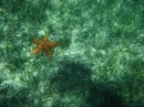 Underwater shot of an orange sea star - down about 8