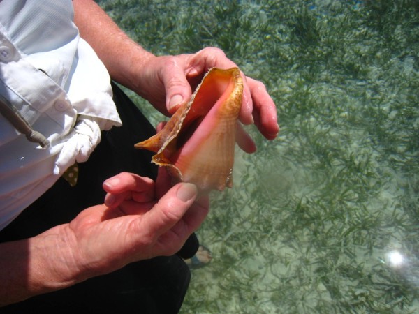 A live queen conch. It was really beautiful. Suz put it back in the water.