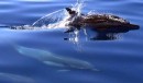 Baja 021: dolphins swim under the boat as we approach La Paz