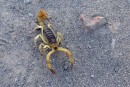 IMG_0180: Scorpion at Agua Verde