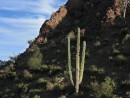 IMG_0175: Cactus in Agua Verde