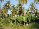 coconut and banana plantation near Barra