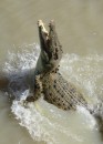 Jumping Croc Cruise on Adelaide River