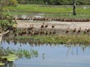Brown ducks  and other birds on Yellow Water Billabong
