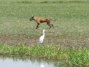 Dingo and ibis at Yellow Water Billabong