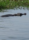 Yellow Water Billabong: lots of crocs