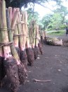 Taro roots for sale