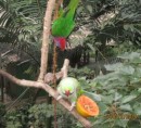 Parrots at feeder