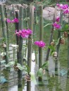 Orchids on the lake