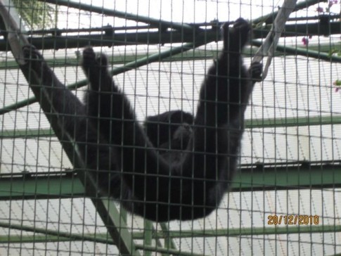 Swinging gibbon