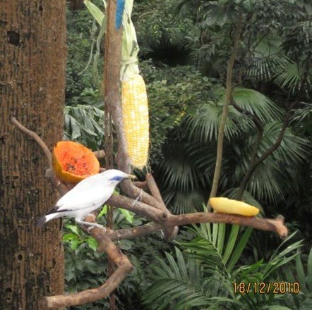 Birds at aviary feeder