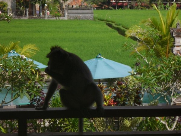 More Monkeys vsiting our unit in Ubud