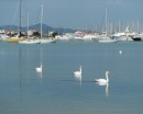 The white swans on Sukosan Bay