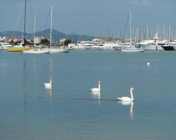 The white swans on Sukosan Bay