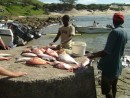 Cleaning fish at Tshani, Wild Coast of South Africa