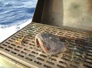 Who left the fish head on the BBQ?!  So that