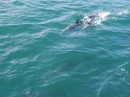 Tiny dolphin and mum