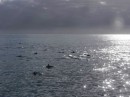 Dolphin pods abound