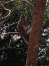 Monkey, with prawn crackers up tree