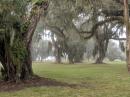 Live Oaks with Spanish Moss, Historic District, Jekyll Island