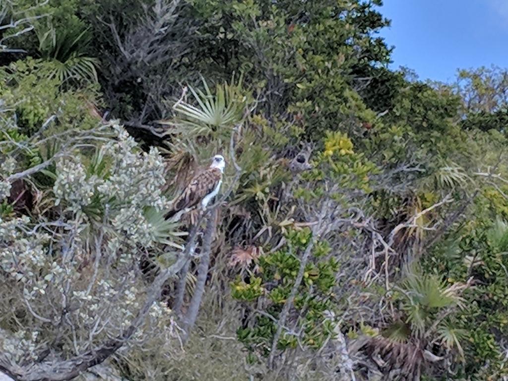 Osprey, Shroud Cay