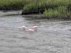 Roseate Spoonbills, sharing the mud bank with us after the storm