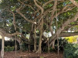  Same Banyan tree, from underneath
