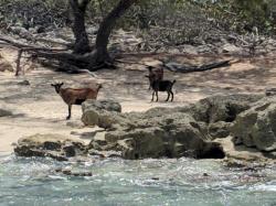 Wild goats, Big Farmers Cay