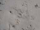 Hutia footprints 2