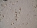 Hutia footprints