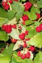 Our black raspberries
