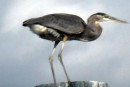 Blue Heron on a post