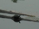 Turtle on a log, Vero