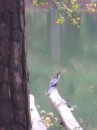 Heron on a log, pone