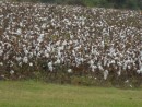 Cotton Fields of Home